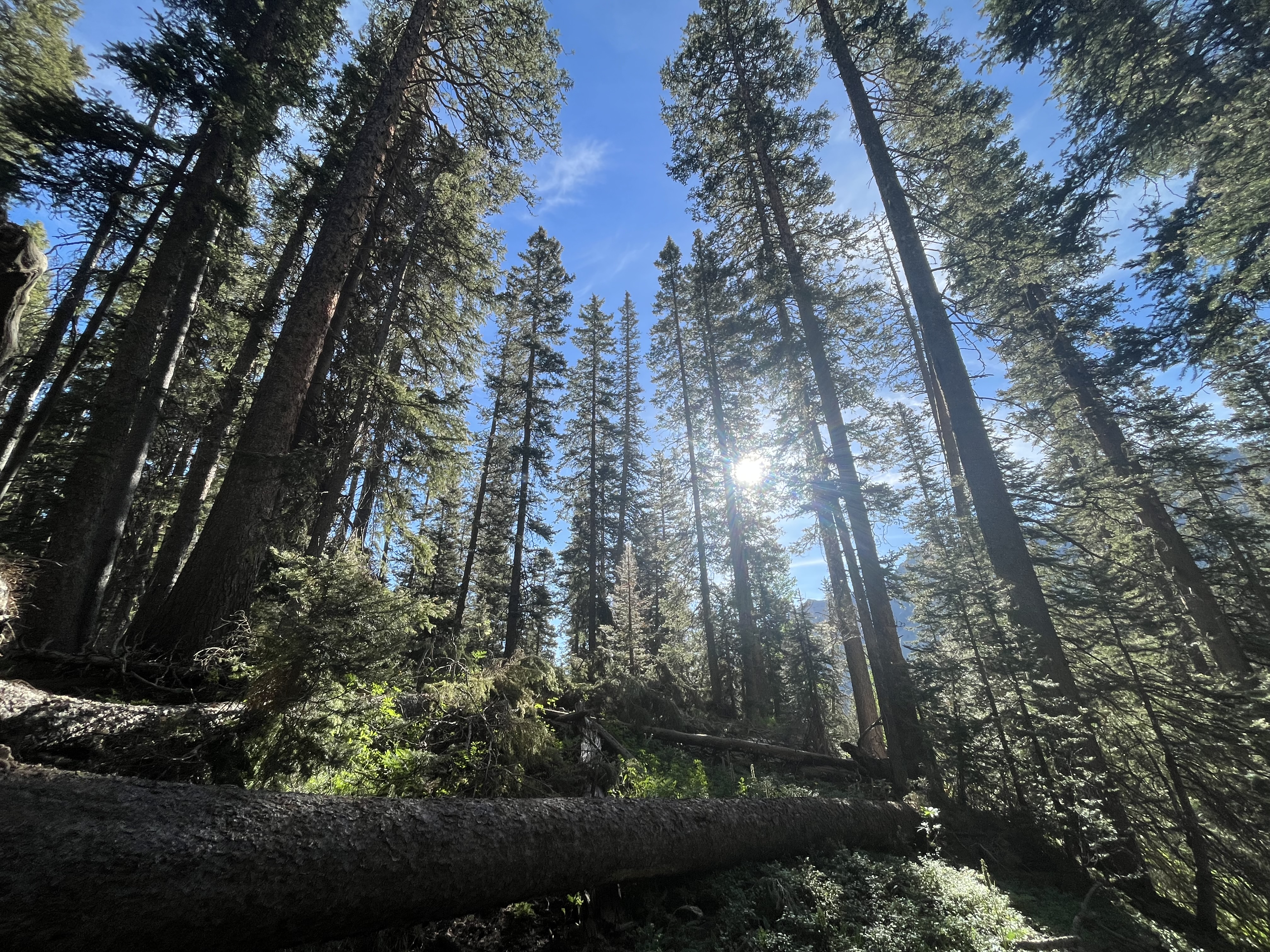 busy bee adventures about me trees in ouray colorado from hiking