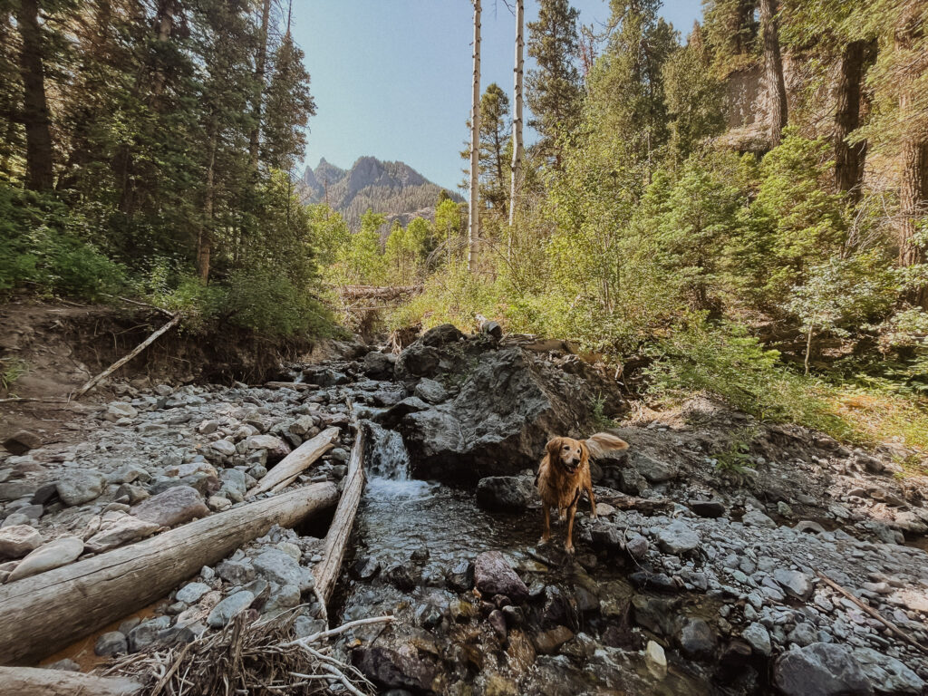 busy bee adventures ouray colorado ollie dog blog