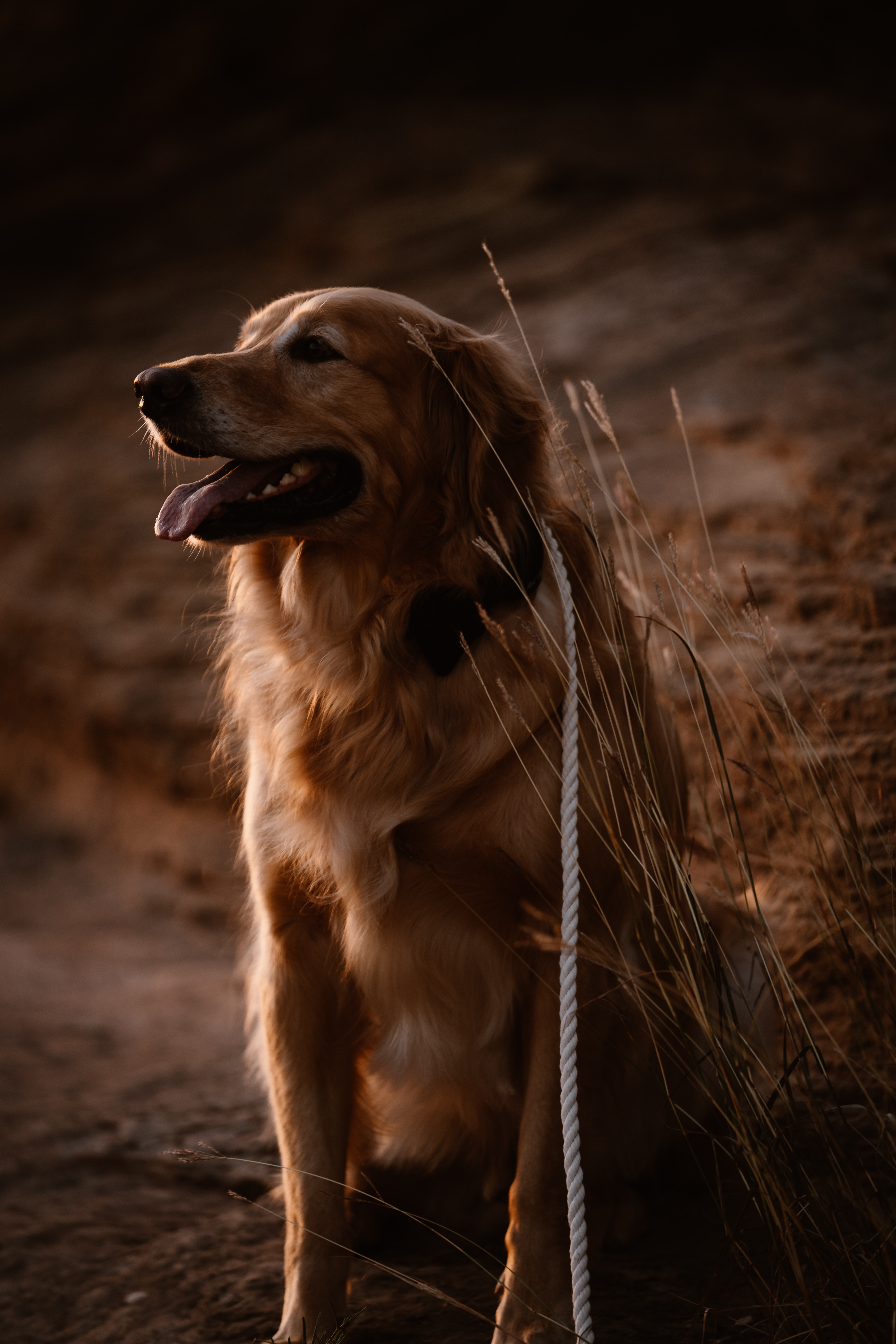 busy bee adventures adventure elopement palo duro canyon texas dog blog ollie