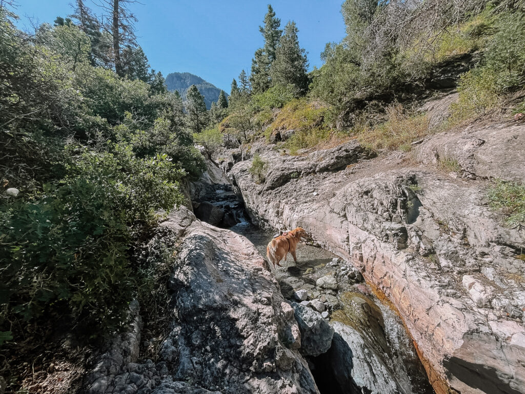 busy bee ouray baby bath tubs trail perimeter trail dog friendly