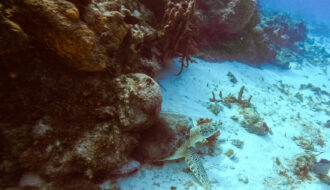 scuba diving cozumel busy bee adventures gopro underwater photography