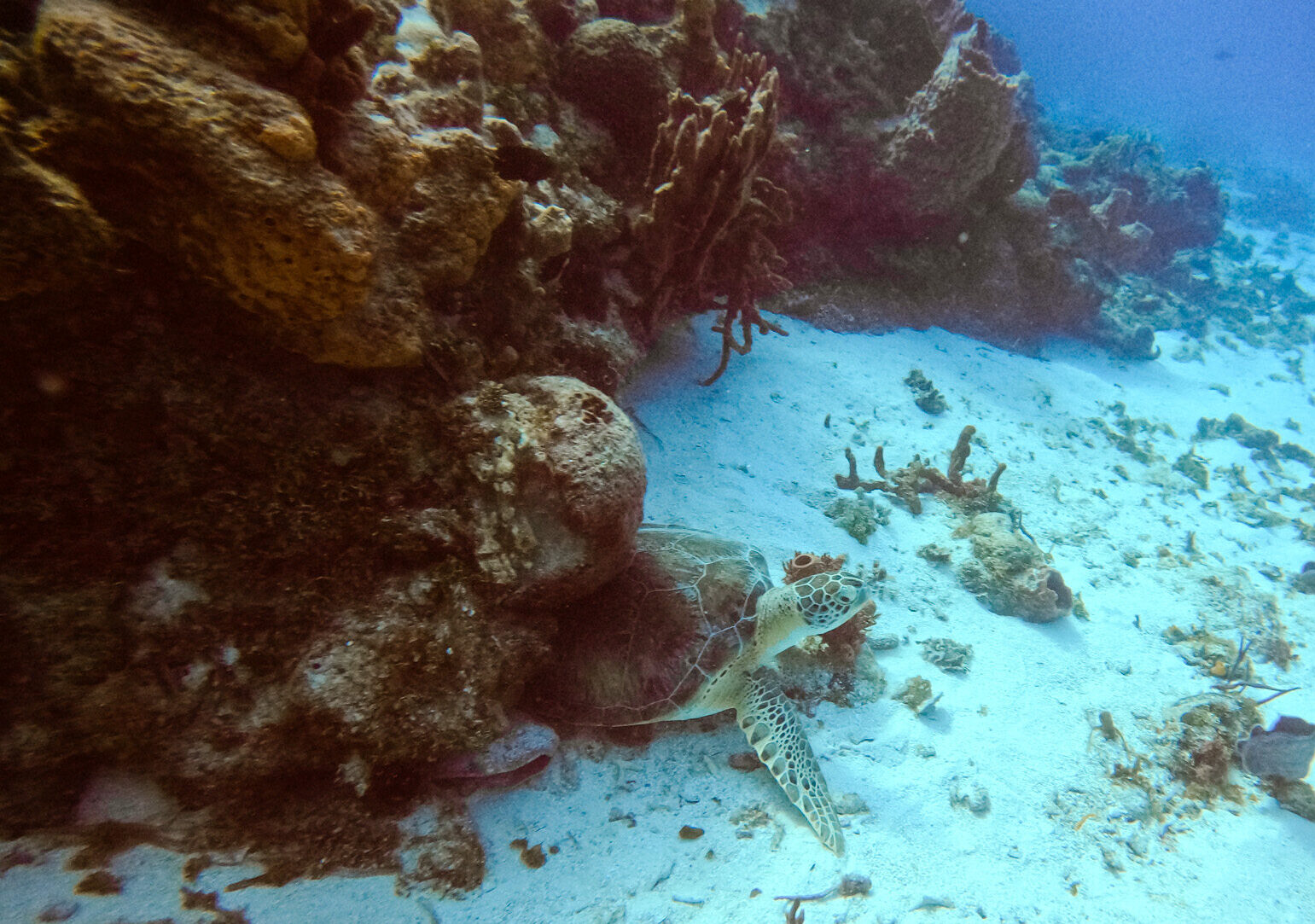 scuba diving cozumel busy bee adventures gopro underwater photography