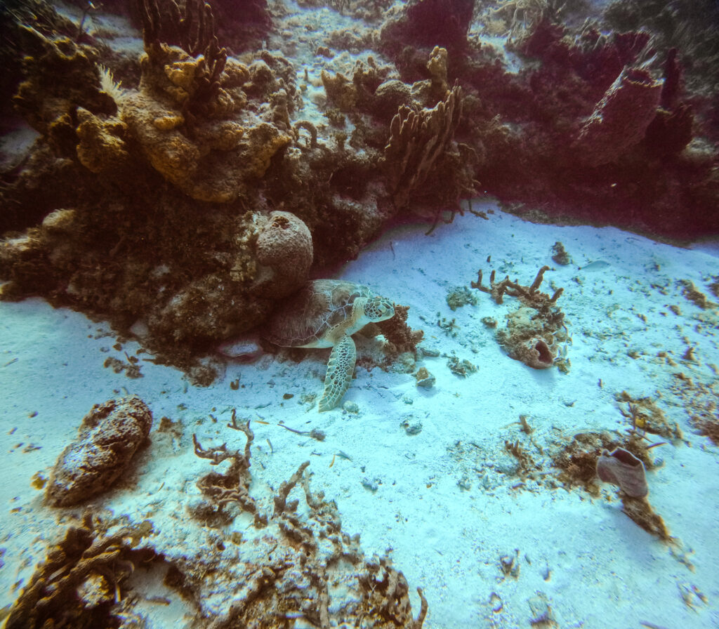 scuba diving cozumel busy bee adventures gopro underwater photography