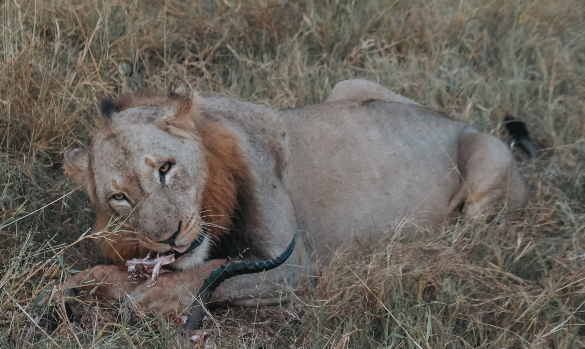 lion, south africa, arathusa, sabi sands, male, impala