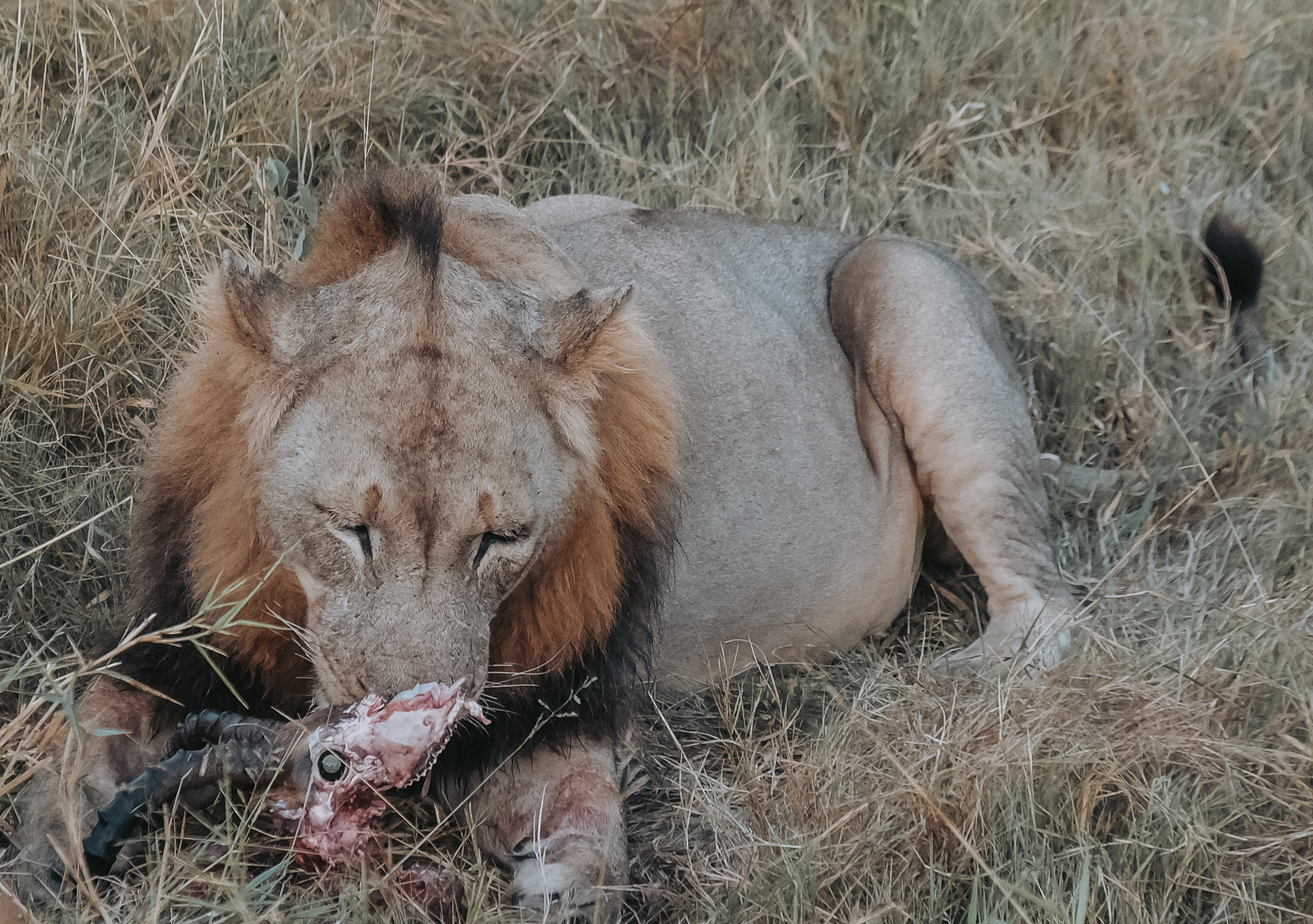 lion, south africa, arathusa, sabi sands, male, impala, eating