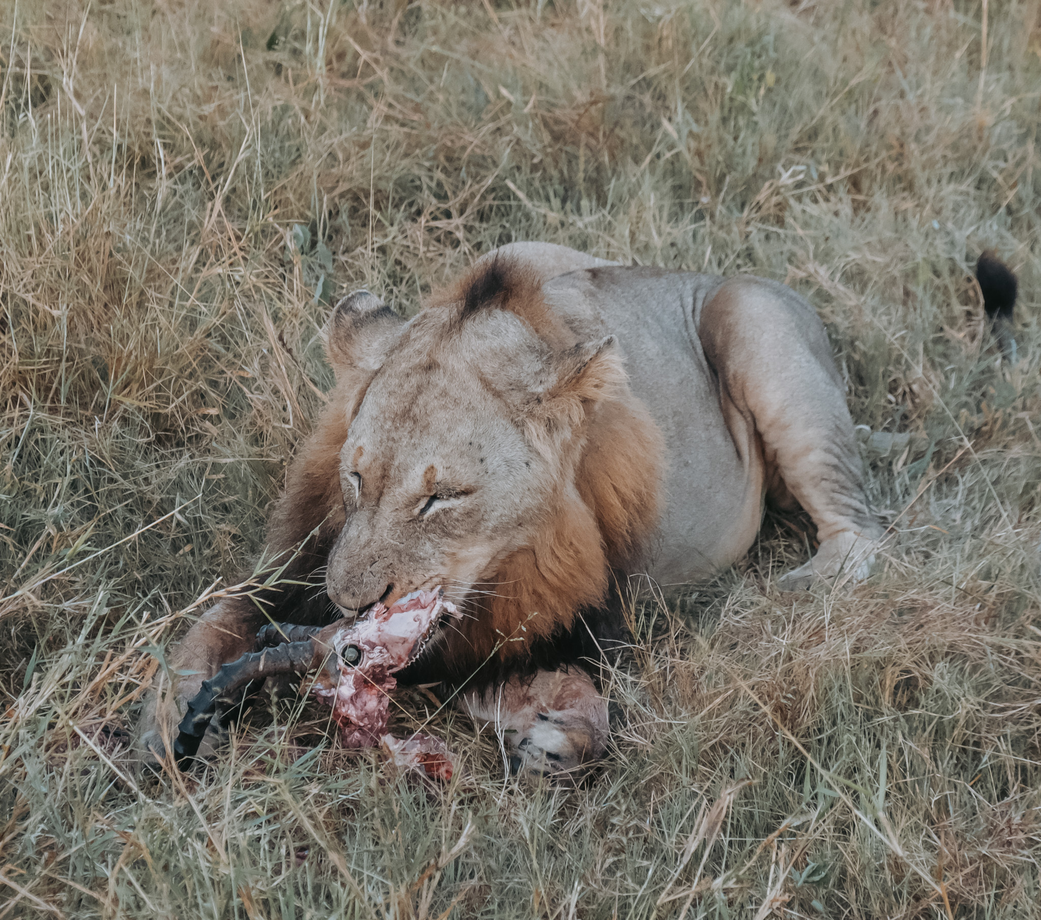 lion, south africa, arathusa, sabi sands, male, impala, safari