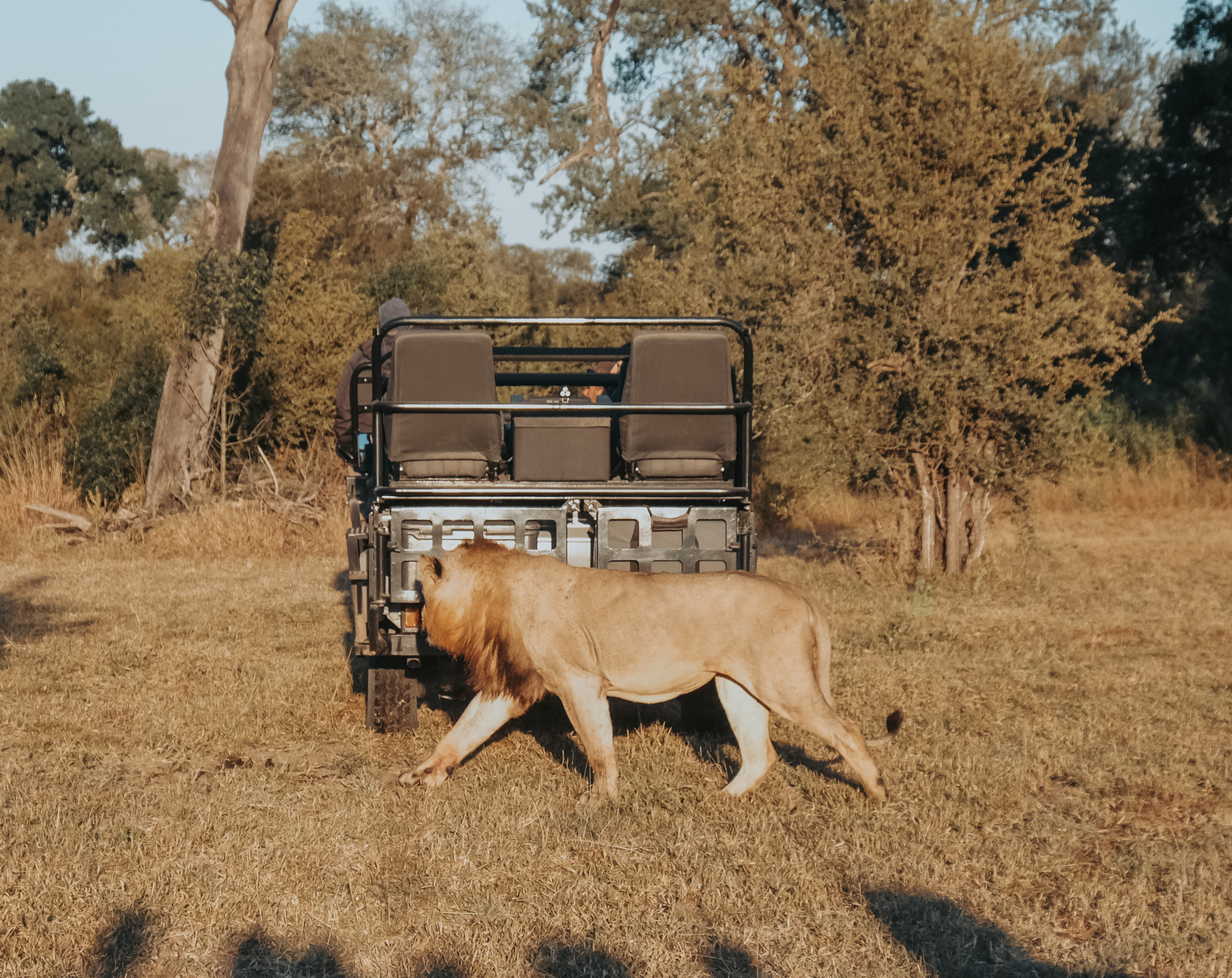 lion, south africa, arathusa, sabi sands