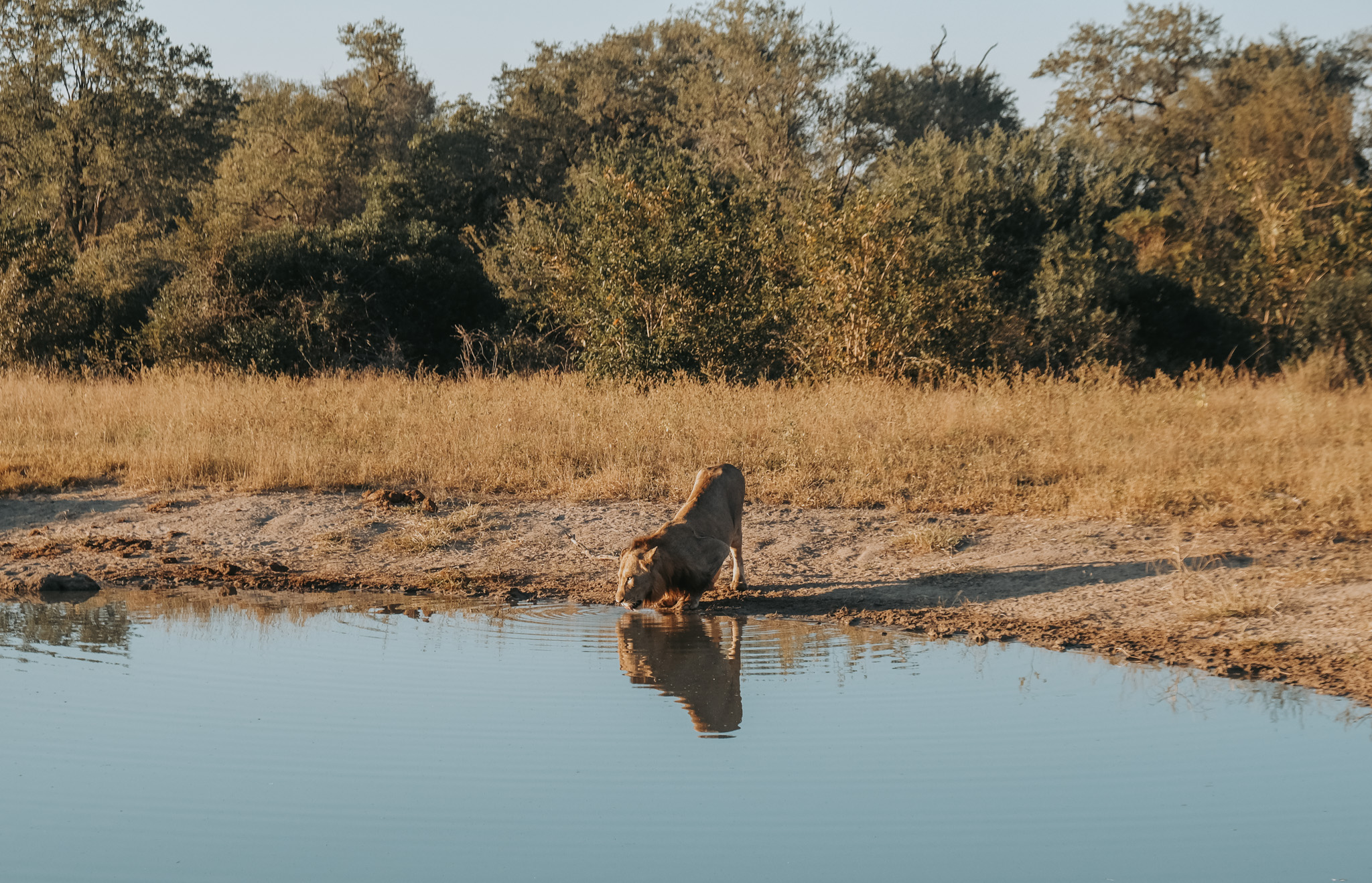 lion, south africa, arathusa, sabi sands, male, watering hole