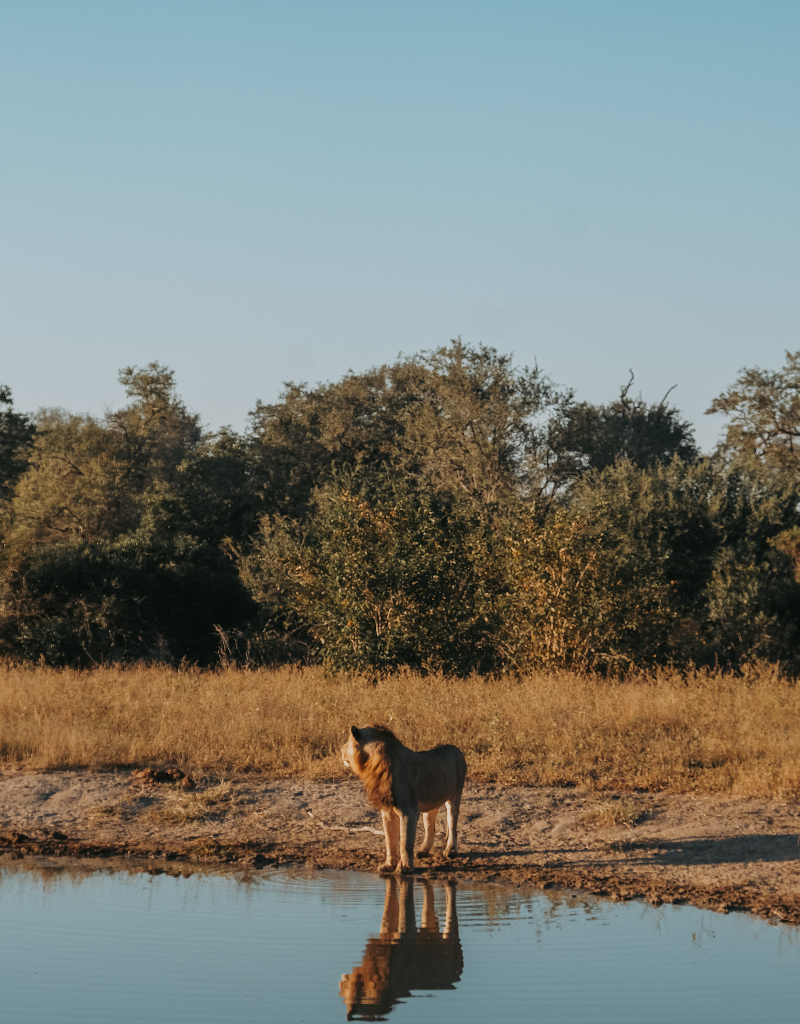 lion, south africa, arathusa, sabi sands, male, watering hole, mane