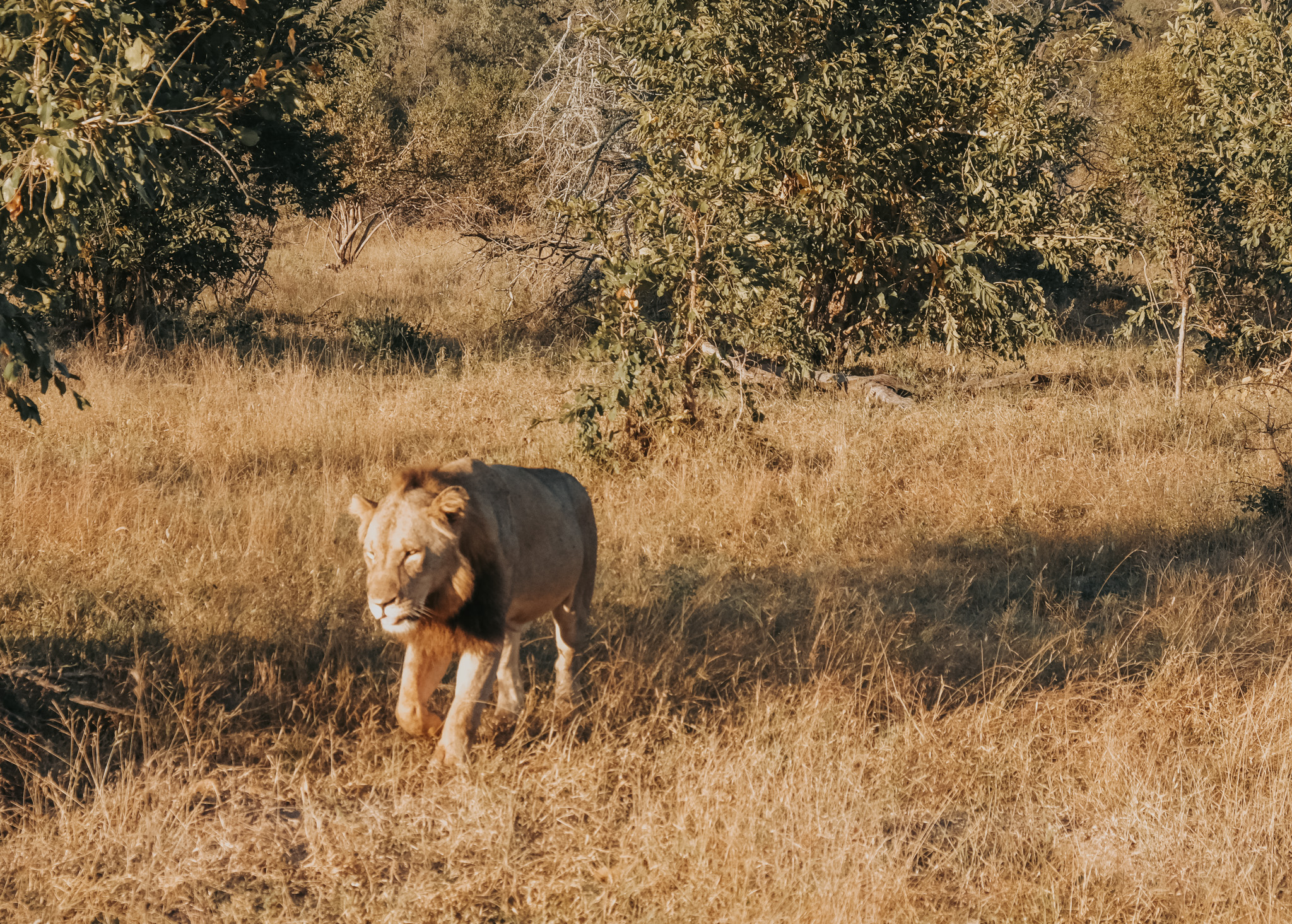 male lion, south africa, arathusa, sabi sands